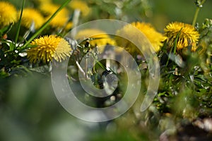 Flowering dandelion (Taraxacum sect. Ruderalia) in a meadow