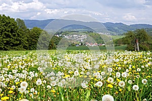 Flowering dandelions in German mountain landscape