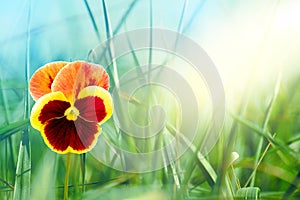 Flowering dark red pansy flower in the garden. Spring nature landscape with fresh pansy flower outdoor