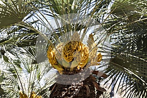 Flowering date palm in summe