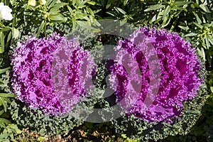 Flowering decorative purple-pink cabbage plant in garden. Ornamental cabbages