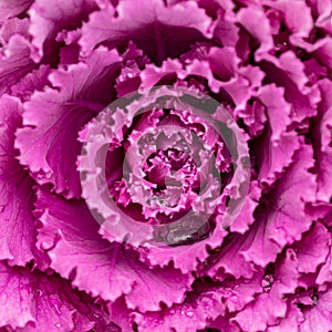 Flowering decorative purple-pink cabbage plant. Ornamental kale. Natural vivid background. Ornamental cabbages. Winter flowers.