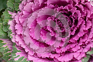 Flowering decorative purple-pink cabbage plant. Ornamental kale. Natural vivid background. Ornamental cabbages. Winter flowers.