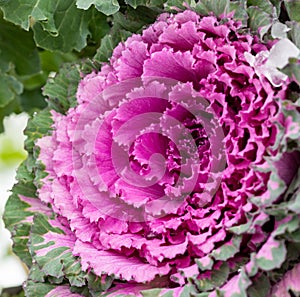 Flowering decorative purple-pink cabbage plant. Ornamental kale. Natural vivid background. Ornamental cabbages. Winter flowers.