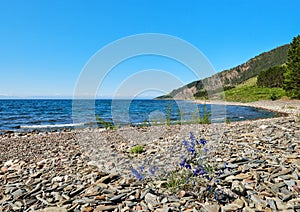 Flowering Delphinium grandiflorum on Baikal