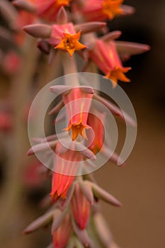 Flowering Desert Cactus