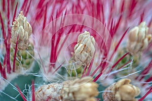 Flowering Desert Cactus Close-up