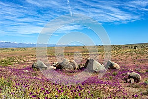 Flowering desert in the Chilean Atacama