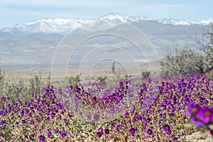 Flowering desert in the Chilean Atacama