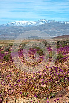 Flowering desert in the Chilean Atacama Desert