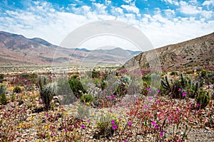 Flowering desert in the Chilean Atacama Desert