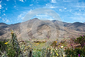 Flowering desert in the Chilean Atacama Desertama Desert