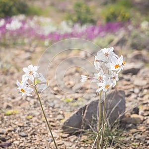 Flowering desert desierto florido in Spanish. It rarely rains photo