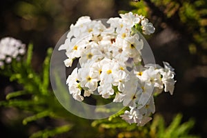 Flowering desert desierto florido in Spanish. It rarely rains photo