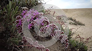 Flowering desert plant on the Red Sea, Marsa Alam, Egypt