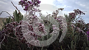 Flowering desert plant on the Red Sea, Marsa Alam, Egypt