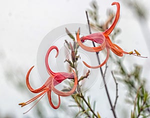 Flowering Desert Plants