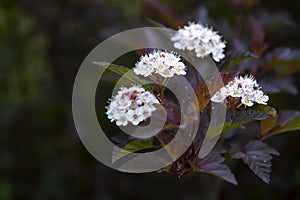 Flowering diablo ninebark plant (physocarpus opulifolius)