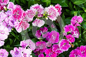 Flowering dianthus