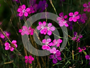 Flowering Dianthus
