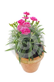 Flowering dianthus plant