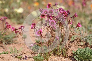 Flowering Diascia Namaquensis