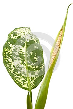 Flowering dieffenbachia