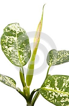 Flowering dieffenbachia