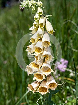 Flowering Digitalis lutea plants