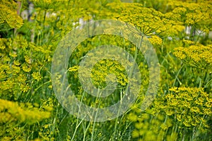 Flowering dill herbs plant in the garden (Anethum graveolens). Close up of fennel flowers