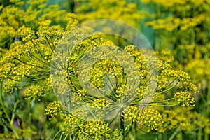 Flowering dill herbs plant in the garden (Anethum graveolens). Close up of fennel flowers photo