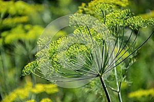 Flowering dill herbs plant in the garden Anethum graveolens. Close up of fennel flowers