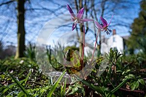 Flowering Dogtooth Violet