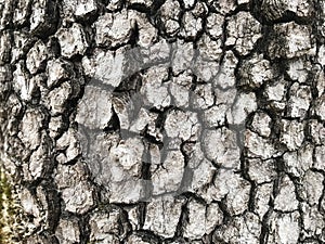 Tree Identification. Bark. Flowering Dogwood