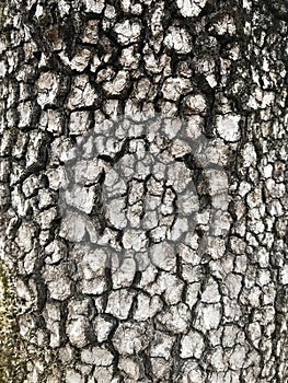 Tree Identification. Bark. Flowering Dogwood photo