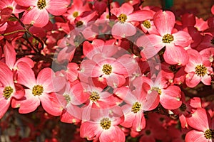 Flowering dogwood in blossom