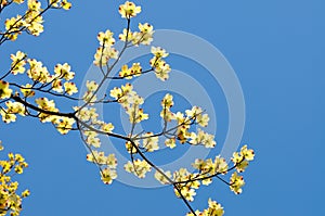 Flowering Dogwood Blossoms