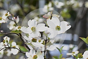 Flowering dogwood blossoms