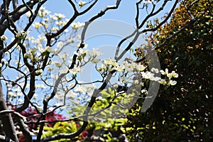 Flowering dogwood blossoms