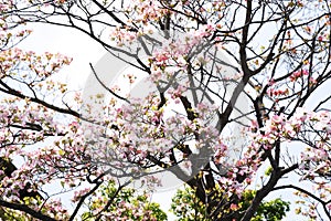 Flowering dogwood blossoms
