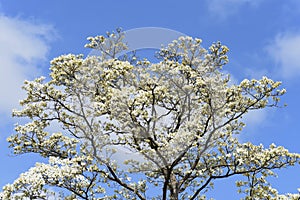 Flowering dogwood blossoms