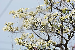 Flowering dogwood blossoms