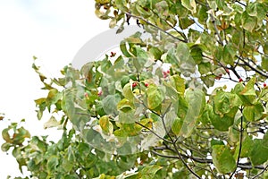 Flowering dogwood ( Cornus florida ) berries.