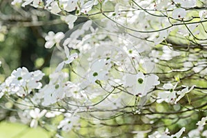 Flowering dogwood - Cornus florida, springtime