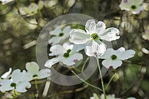 Flowering dogwood - Cornus florida, springtime