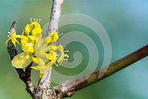 Flowering dogwood, (Cornus mas), close up photo