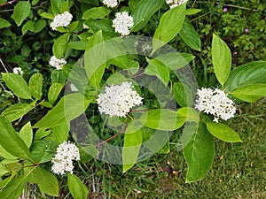 Flowering Dogwood, Cornus sanguinea