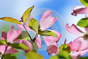 Flowering Dogwood Detail