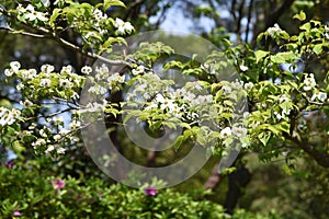 Flowering dogwood flowers