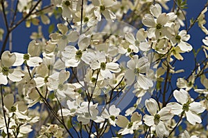 Flowering dogwood flowers